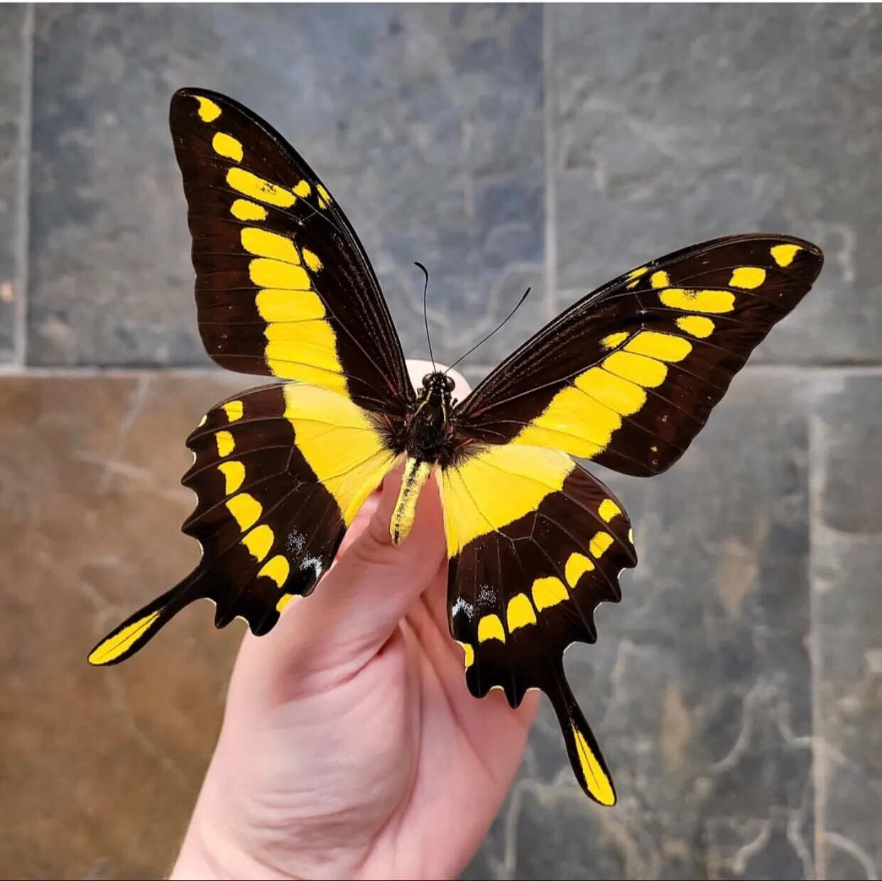 Butterfly specimen Papilio bianor , 1pc wings spread A1/A- high quality, Decorative Display Collection Gifts