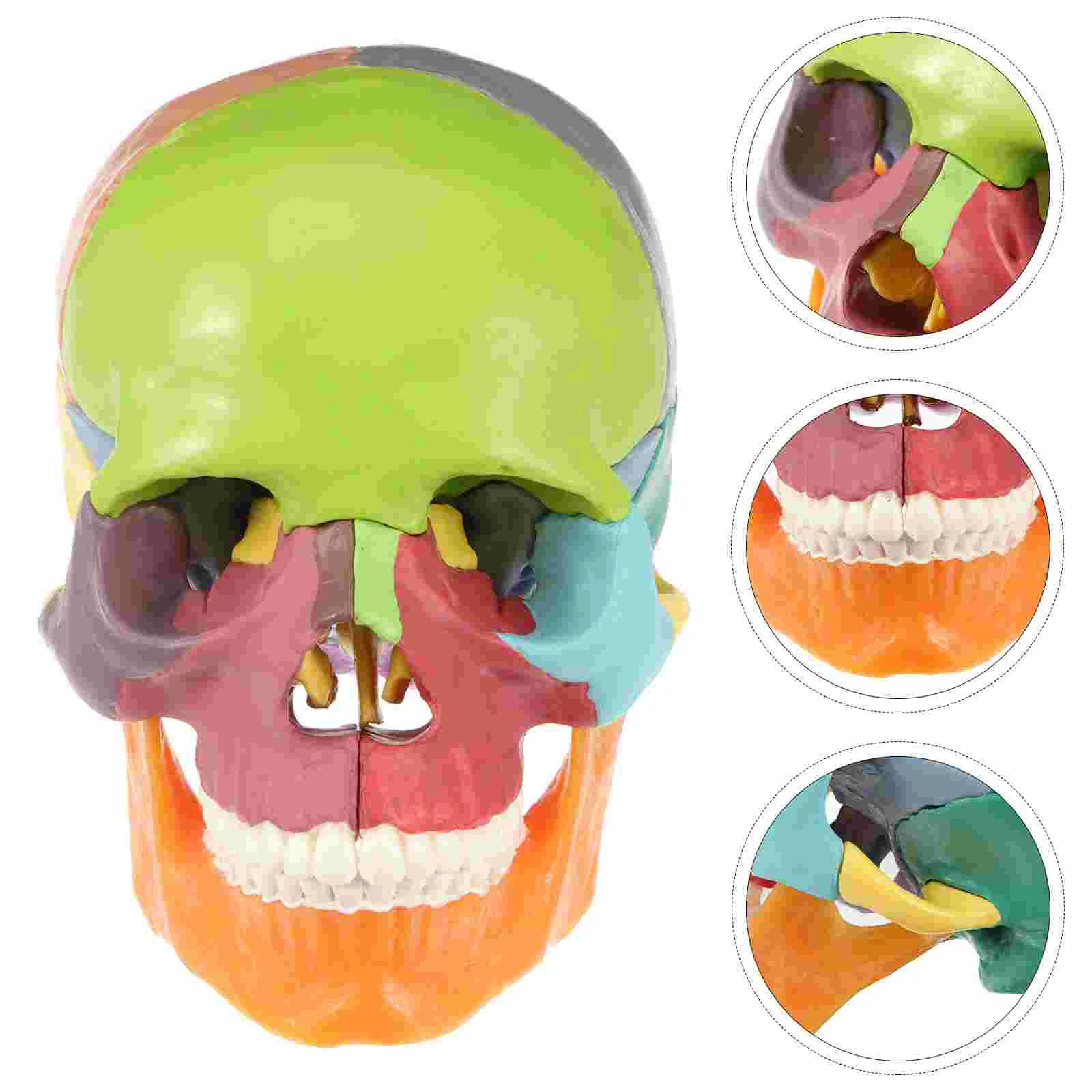 Simulated Medical Skull Statue Head Model Pvc Shape Ornament Colored Anatomical Creative Decor Human