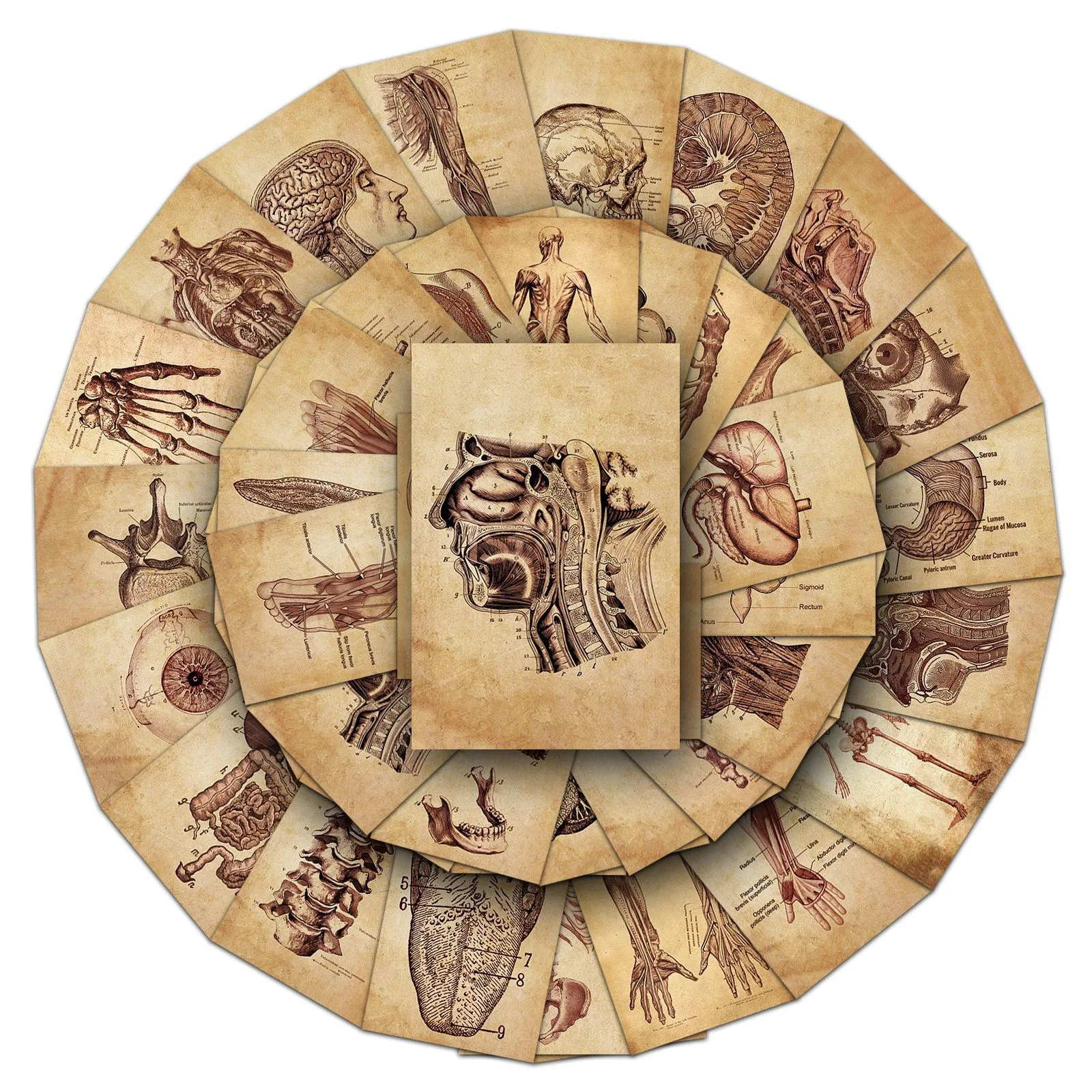 

10/50Pcs Retro Scientific Anatomy Stickers Physiology Anatomy Body Luggage Laptop PVC Guitar Coffee Skateboard Notebook Decals