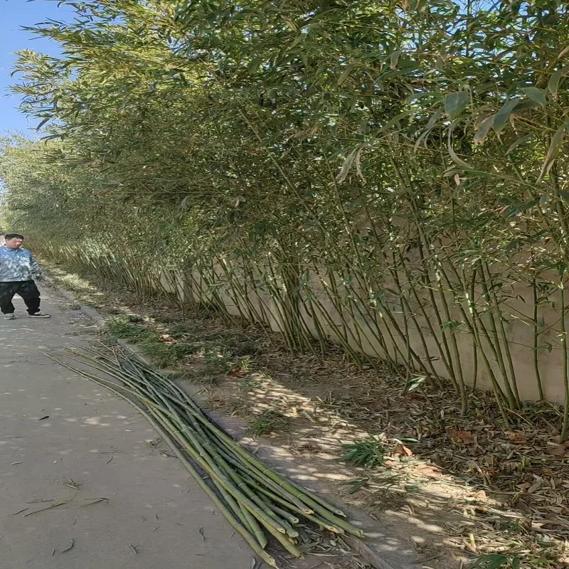 Meat Slicer Machine…