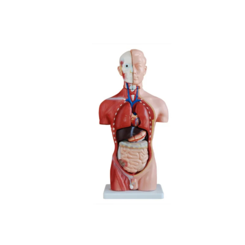 

Half-Body Male Torso Mannequin (13 Parts)42cm BIX-A1045