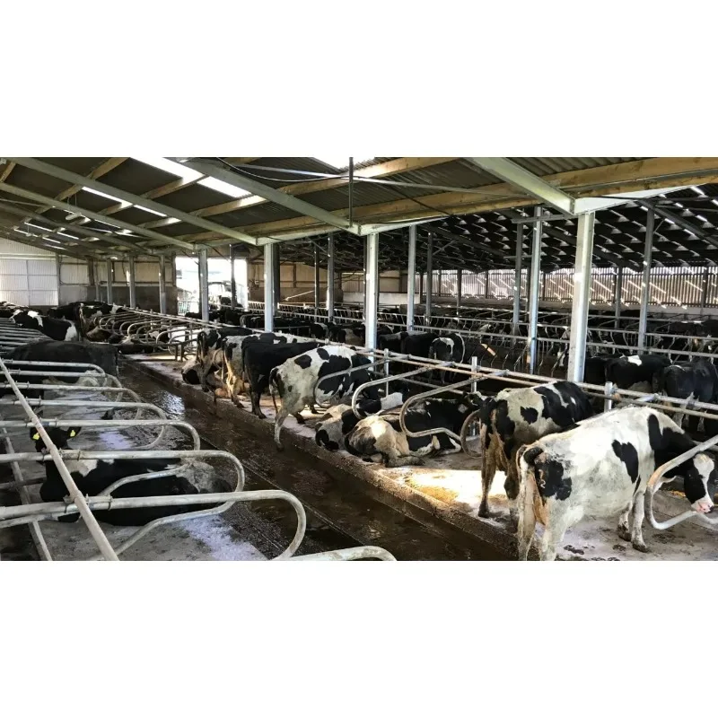 โรงเรือนเหล็กสำเร็จรูปสำหรับเลี้ยงวัวควาย