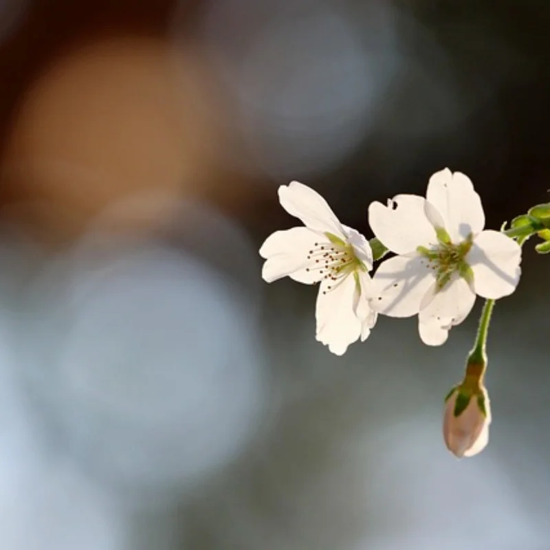 

4 шт., металлический стальной передний и задний приводной вал CVD для 1/10 Trxs Slash Rustler Stampede Hoss VXL 4X4, детали для обновления радиоуправляемого автомобиля