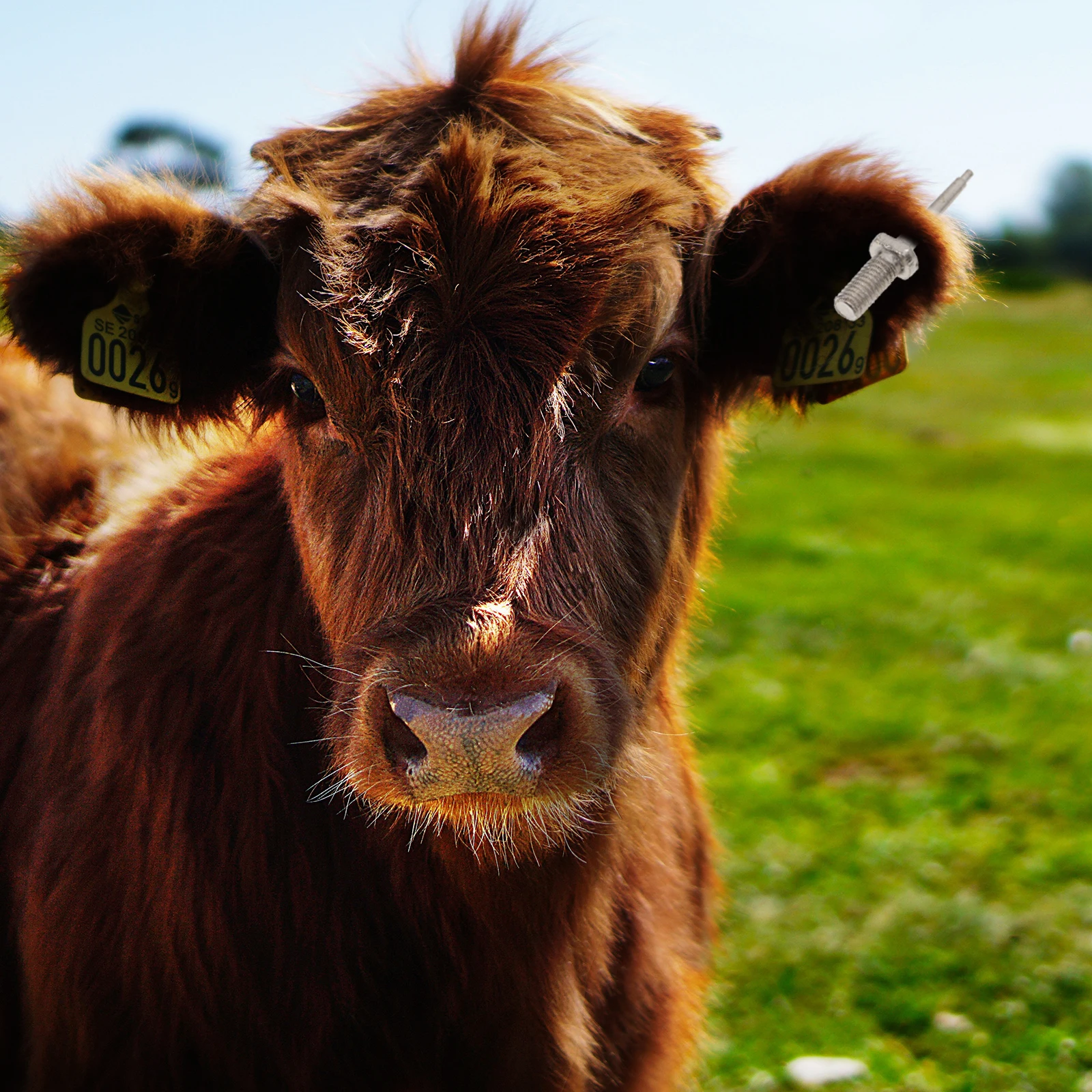 

10pcs Ear Tag Needles Stainless Steel For Sheep Cattle Pig Livestock Ear Label Plier Pins Farm Accessories Tool