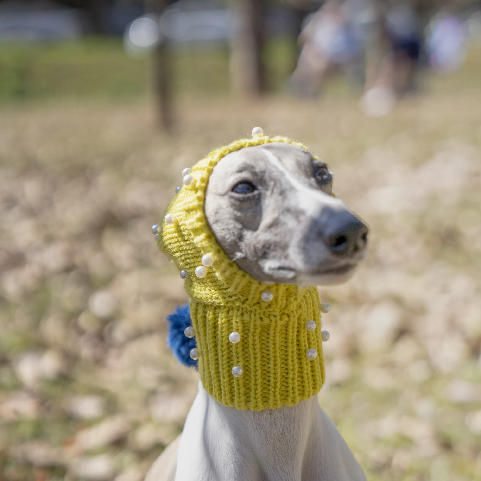 Yellow Hat with Pearls, Small Dog Hat, Whitbit Greyhound, Winter Warmth Decoration, Large Dog Hat