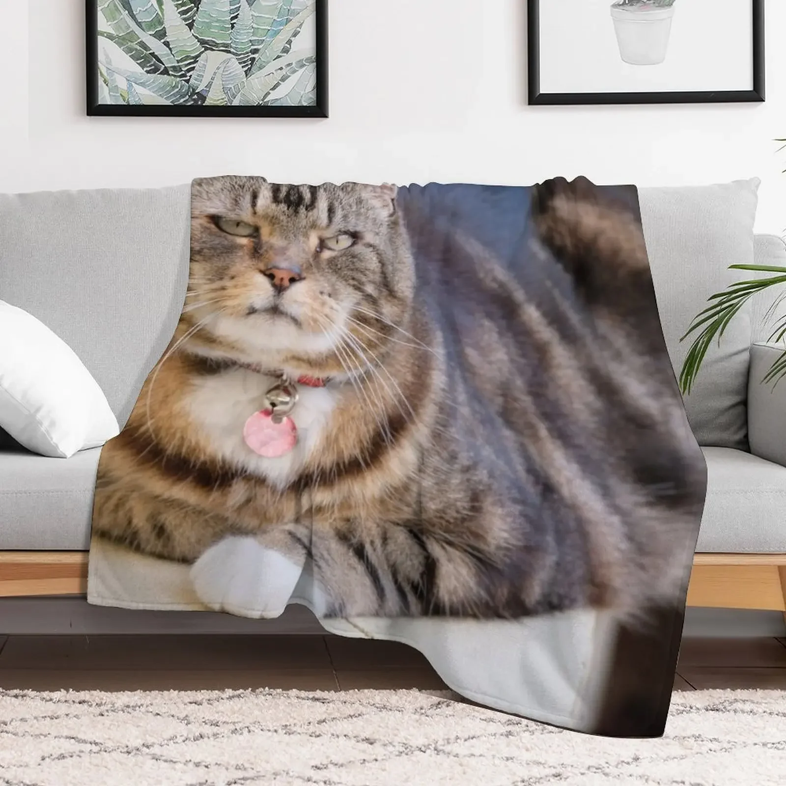 Grumpy Tabby Throw Blanket Summer Beddings Blankets Sofas Of Decoration Hair Blankets