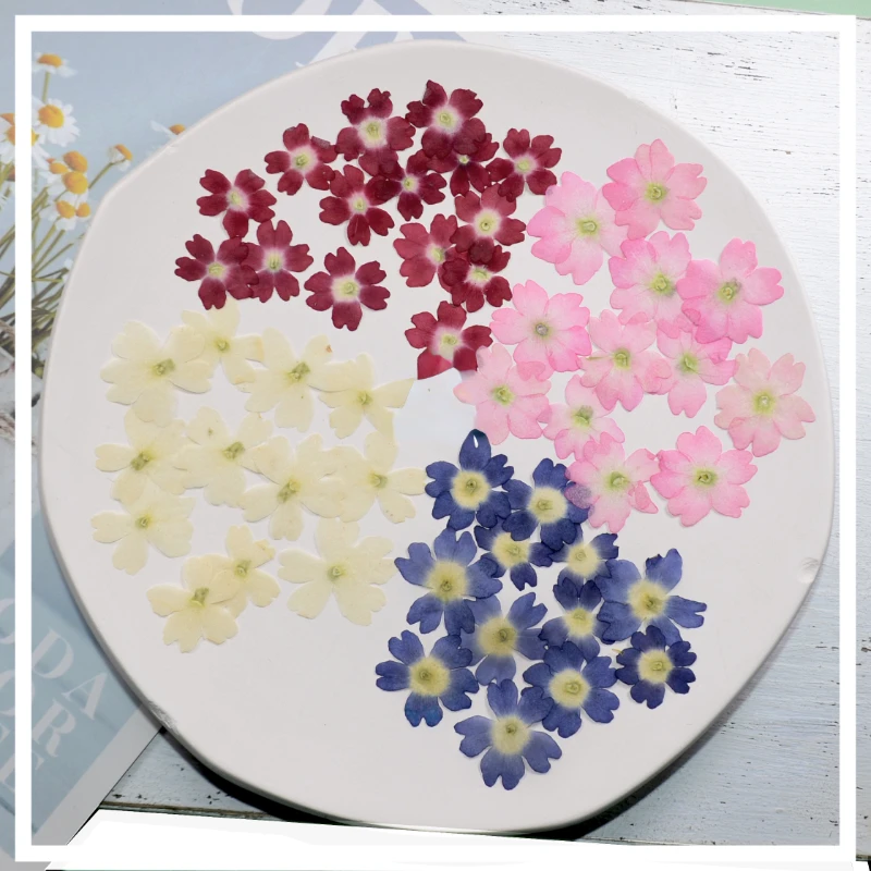 1.5-2cm/24pcs,natural pressed mini Sakura flower petals,DIY Wedding invitations graft Bookmark Gift Card,Nail Tip Art Decoration