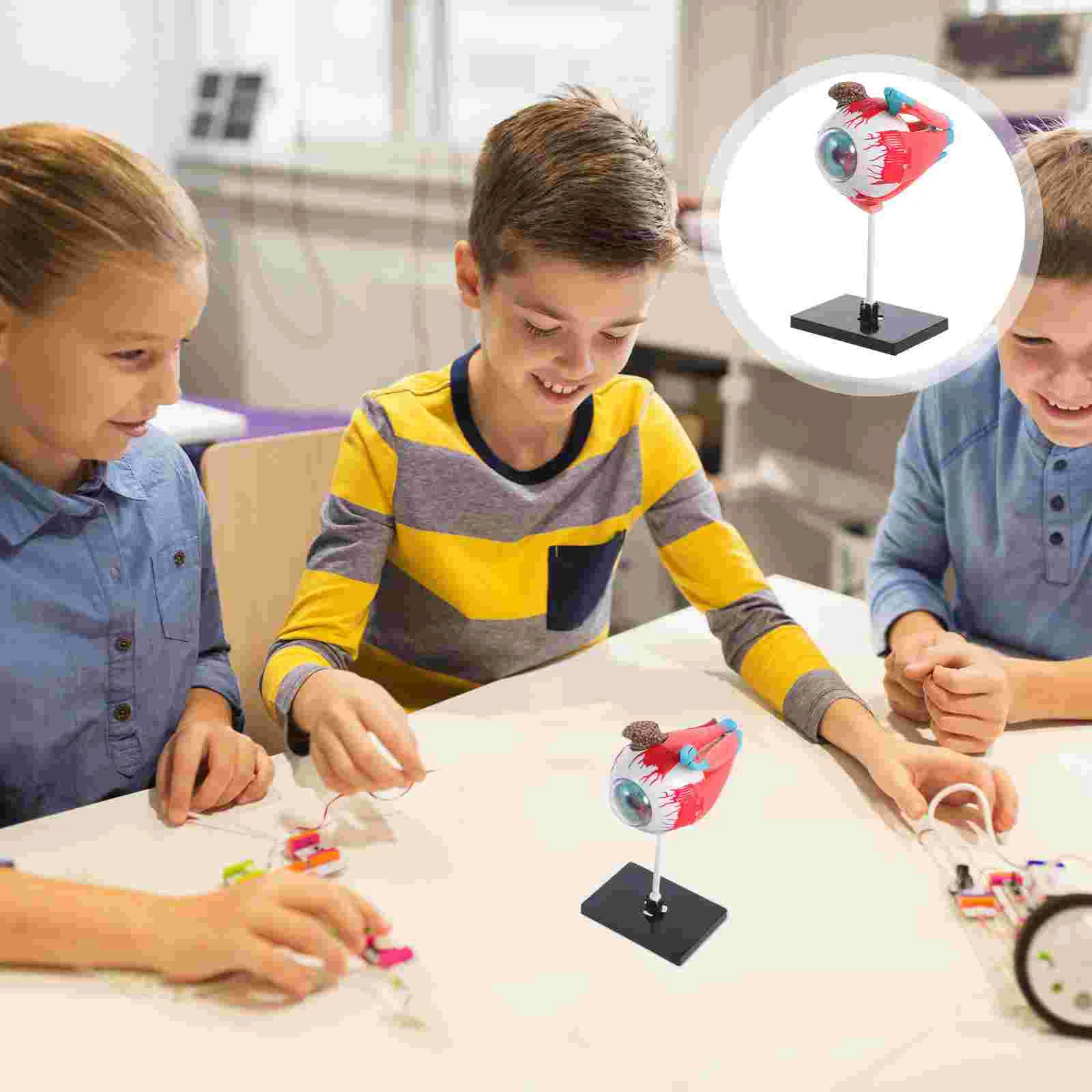 

Organ Assembly Model Anatomy Kids Puzzle Plastic Body Parts Safe Material Medical Teaching Tool