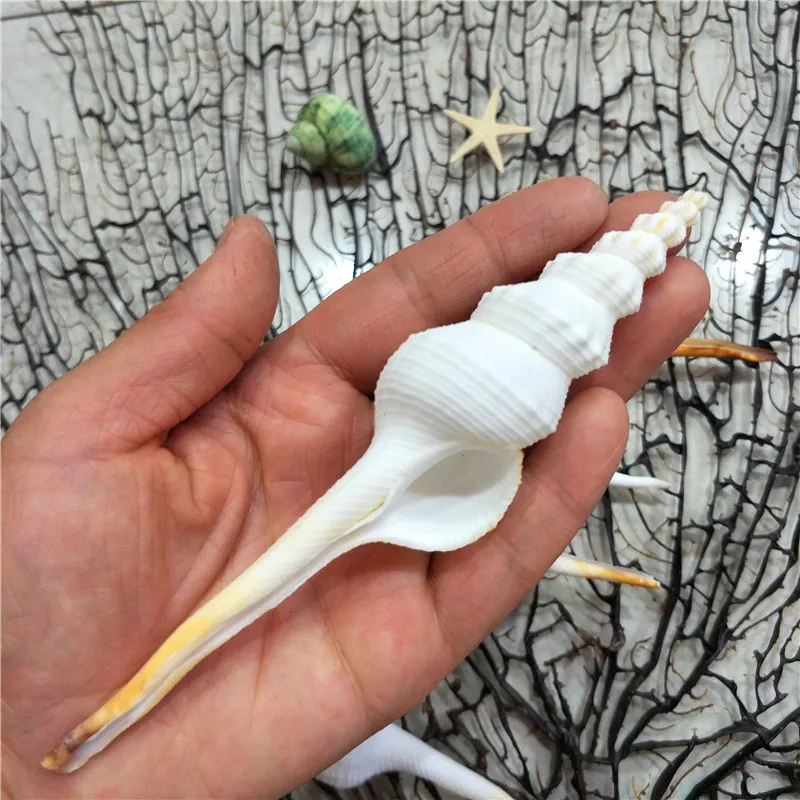 Fusinus dupetitthouarsi,DU Petit's Spindle, Conch Specimen, 9-16cm