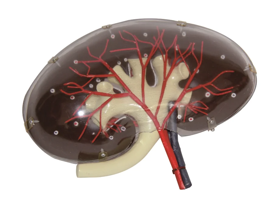 Transparent Renal Enlarged Model Medical Science Kidney Anatomy Educational Simulator Teaching Aids for Medicine College Biology