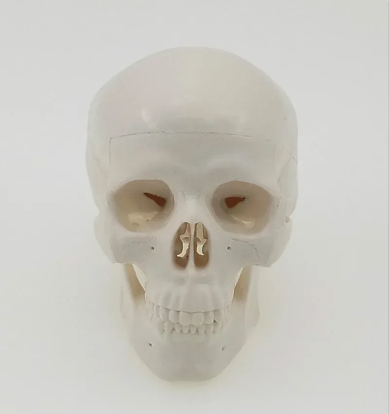 Mini Skull Human Anatomical Anatomy Head Medical Model Home Decoration Crafts Desk Figurines