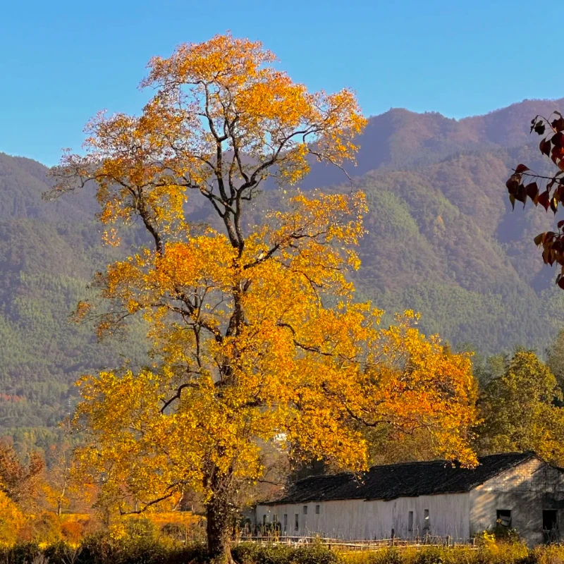 

JX Servo PDI-5508MG 55.6g 8.2kg Coreless Metal Gear Digital Servo For Helicopter RC Car Truck Buggy Robot Arm Boat