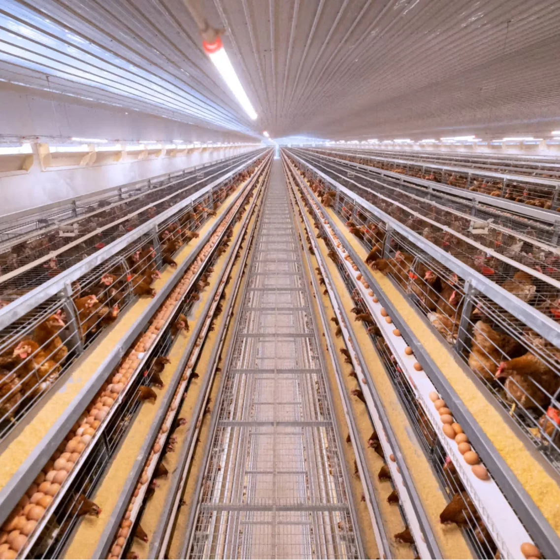 Type Chicken Layer Cage, Poultry Equipment, Automatic 6 in 1 Battery Cage System, Farm Use, Durable and Efficient