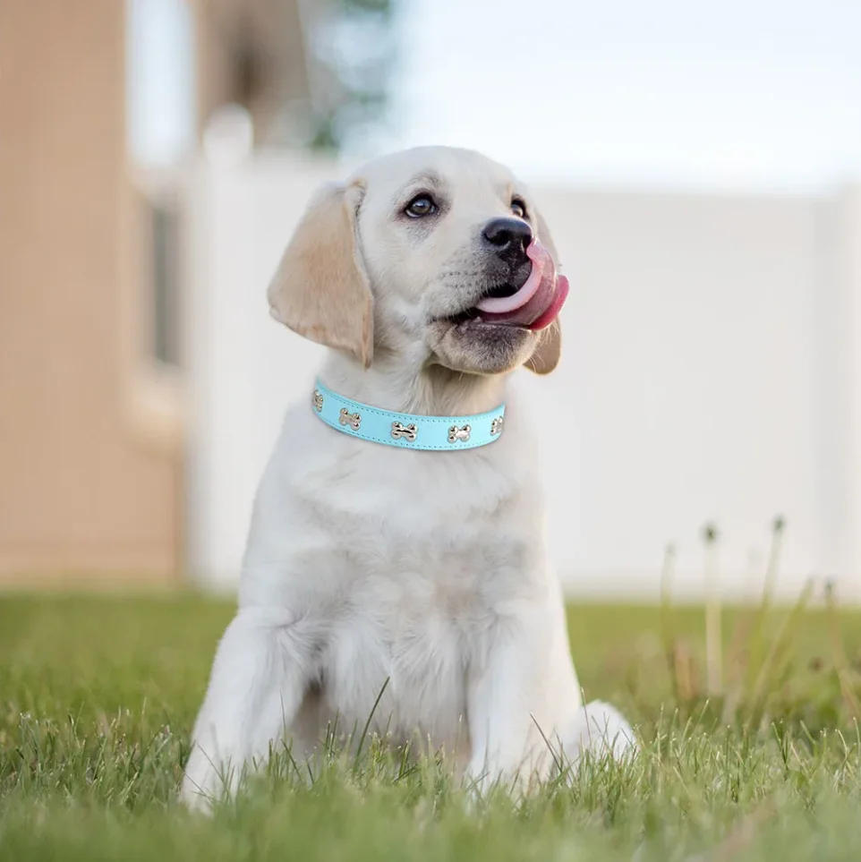 Leather Dog Collar Personalized For Big Dogs Cute Cat Dog Collars Luxury Designer Leather For Small Dogs Cats Pet Accessories
