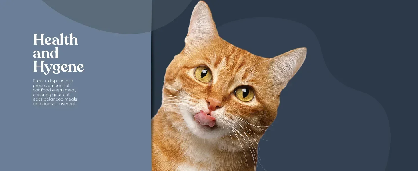 cat Feeder