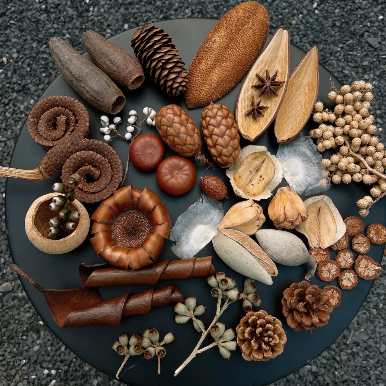 

Imported Dried Fruit Natural Fruit Photo Frame Specimen DIY Material Plant Landscaping Nut Shell Decorative Ornament Creative Gi