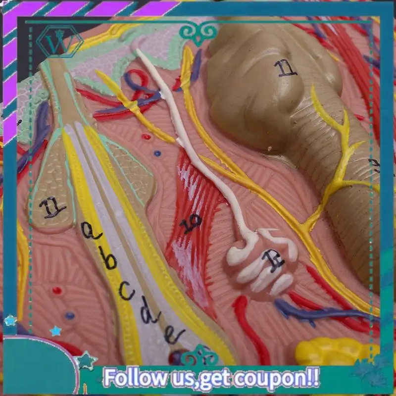 

Upgraded Skin Model,Skin And Hair Structure Enlarge Model Anatomical Model Anatomy For Science Classroom Study Display Teaching