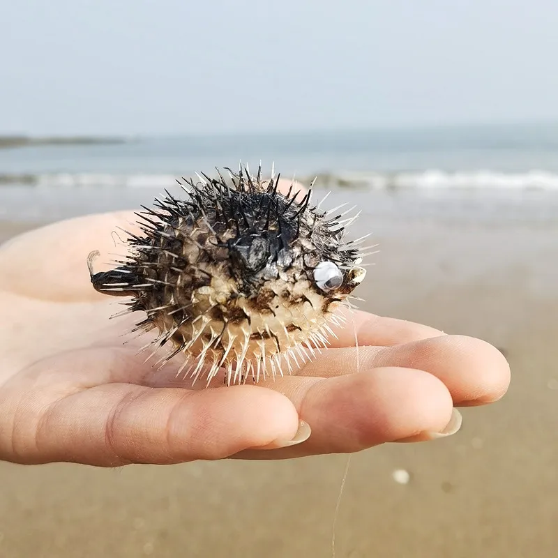 Ocean Crafts Air Drum Fish Fugu Cigu ciondolo creativo sussidi didattici decorazioni per la casa regali di ation decorazione per la casa nautica