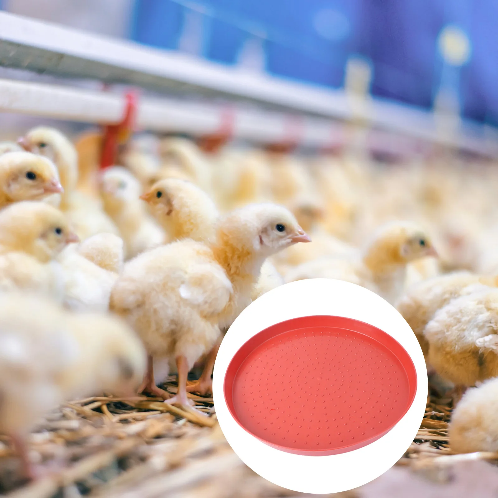 

2Pcs Chicken Feeding Trays Durable Thickened Plastic Poultry Feed Plates Anti Slip for Farm Home Use Fodder Trays