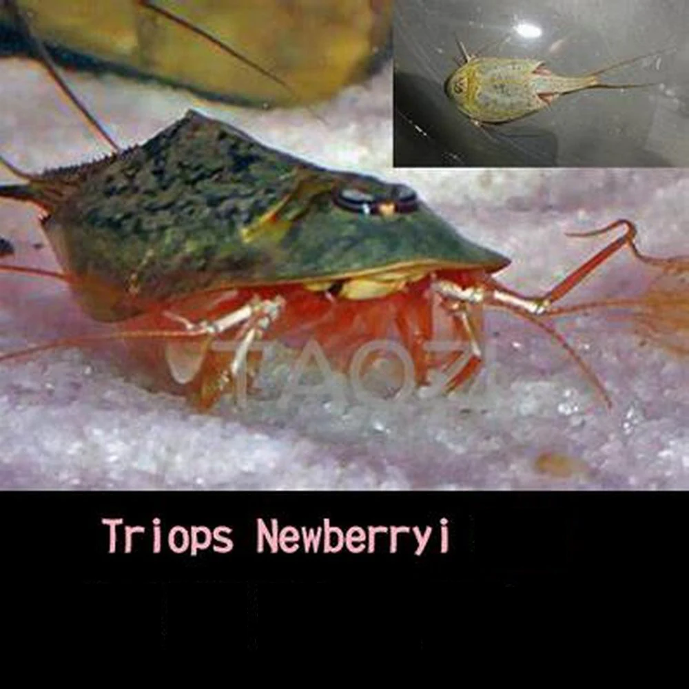 45 telur/Lot 2024 80 MM panjang Triops telur khas akuarium hewan peliharaan Triop telur Natal pendidikan anak-anak mainan untuk anak-anak lucu