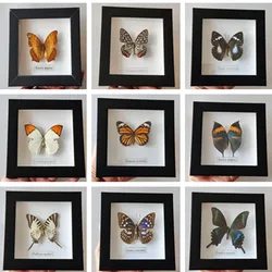 Butterfly Real Specimen  butterfly specimen photo frame craft /Butterfly Specimen Artwork Material Decor