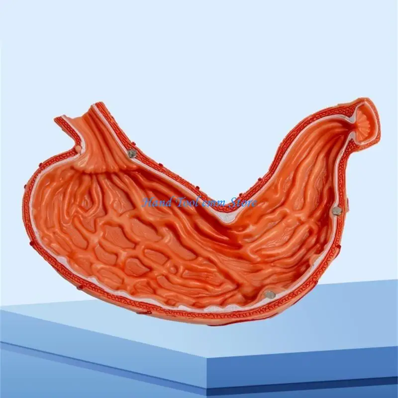

H37F Anatomical Stomach Model for Hospital, Duodenum Pancreas Anatomy Model, Life Size Stomach Anatomy Model Teaching Aids