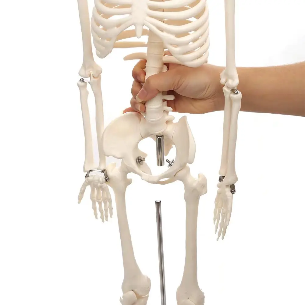 Modello di scheletro umano per anatomia 85cm osso intero bianco puro include gambe rimovibili forniture per aule mediche insegnamento