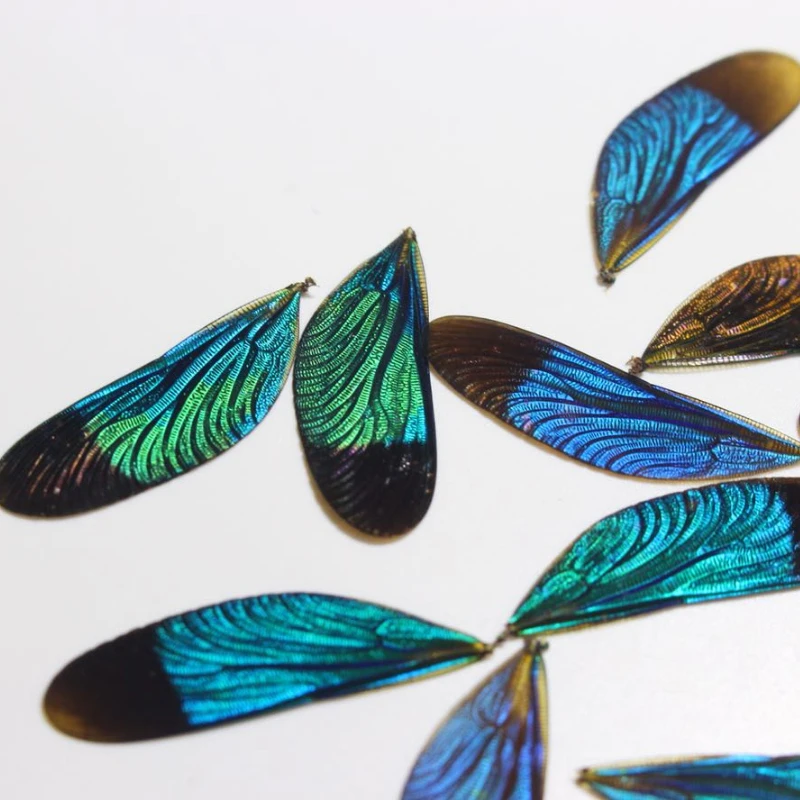 Damselfly wings colorful wings damselfly specimen diy material dragonfly wings Ornament materials