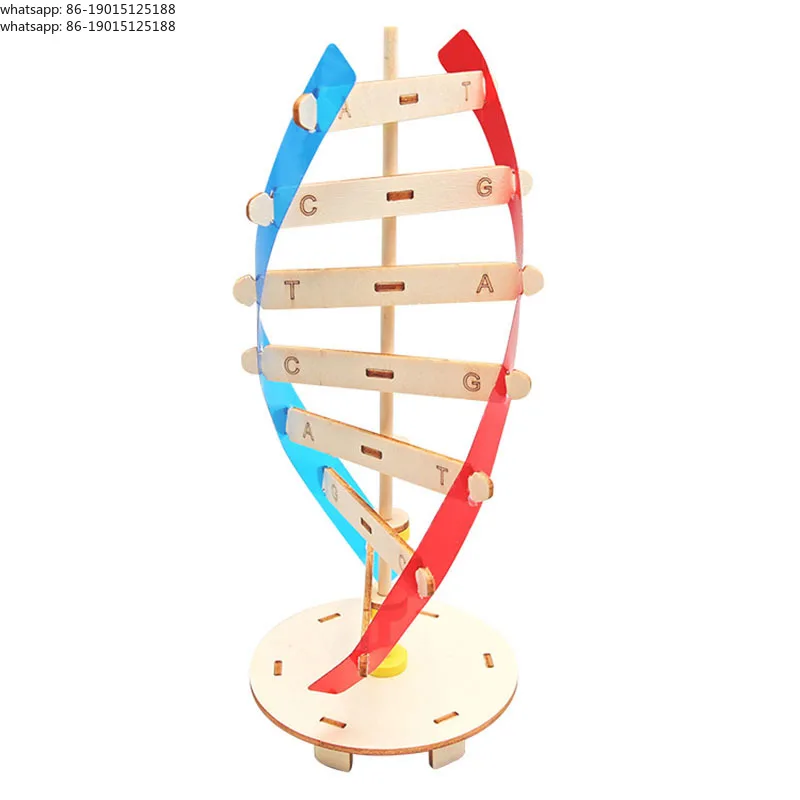 Human DNA Models Rotating Human Double Helix Model Kits Human Genes Learning Tool Science Popularization Teaching Models