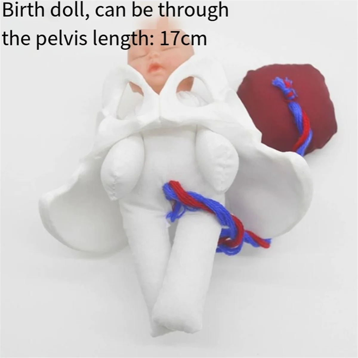 N18r novo modelo de pelve feminina modelo de parto para educação científica ensino estudo feto cabo umbilical placenta modelo