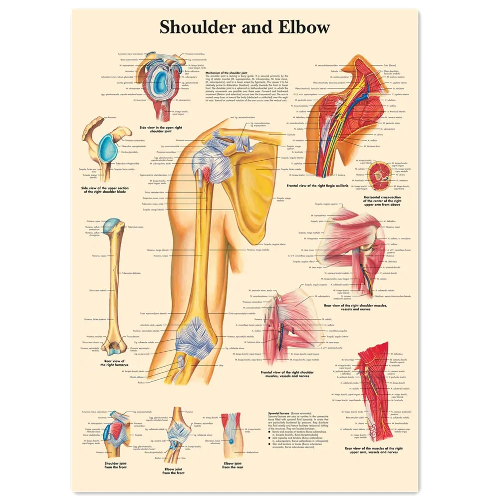 Shoulder and Elbow Vintage Kraft Paper Wall Art Painting Human Anatomy Medical Posters & Prints Wall Stickers Home Decor Chart