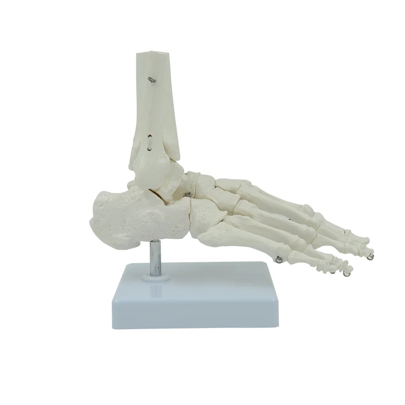 Life Size Foot Ankle Joint Anatomical Skeleton Model Medical Display Study Tool Medical Science Stationery for School 1:1