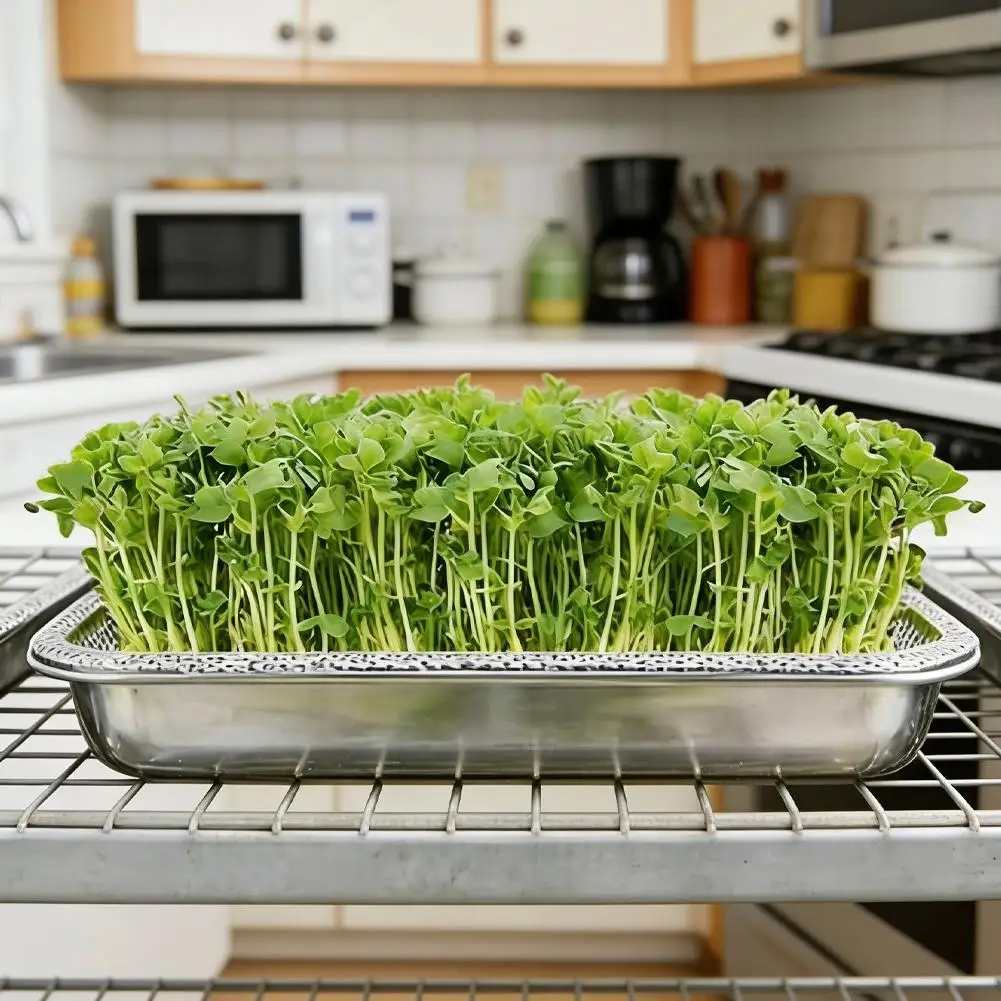 Bandeja de Germinación Reutilizable de Acero Inoxidable para Cultivo Hidropónico en Interiores - para Frijoles, Lechuga y Trigo