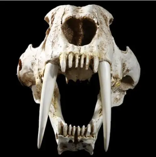 Смола 1:1, имитация Saber Tooth Tiger, саблястоугольный череп, модель Smilodon Fatalis