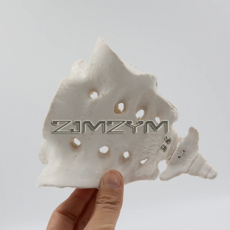 Scientific Human Sacrum Bone Model Vertebral Bone Model For Medical Teaching Hone-setting Display Specimen