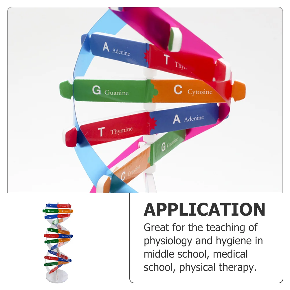 Modello Dna Science Toy Kit Helix Double Assembly sussidi didattici apprendimento bambini molecola giocattoli Scientific Classroom Reservoir