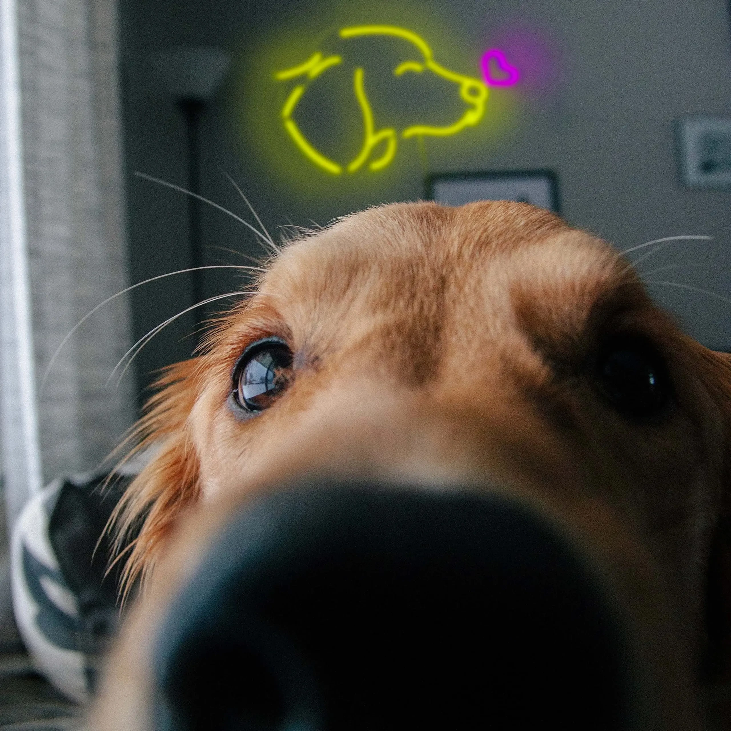 Golden Retriever Neon Sign Cute Dog Neon Sign LED Neon  Night Light for Bedroom Wall Home Party Decor Holiday Gift for Dog Lover