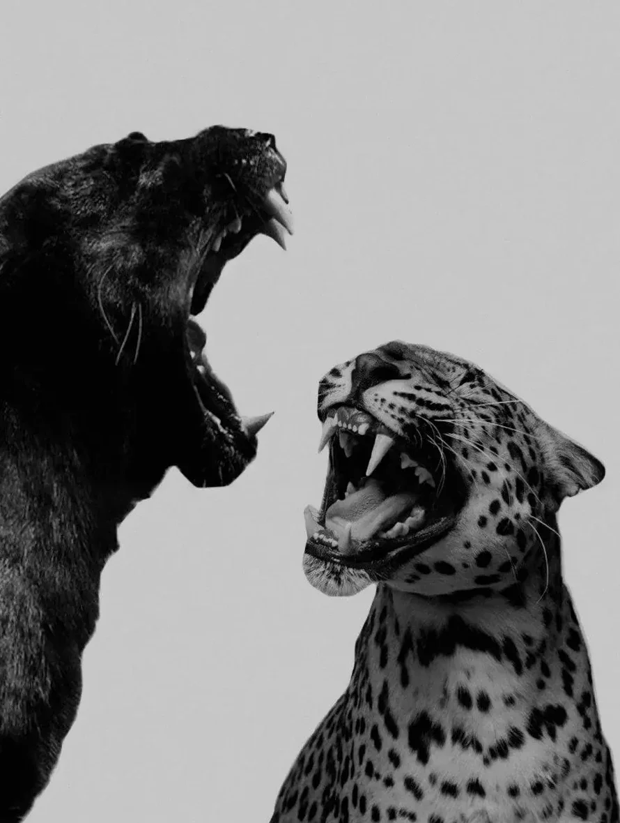 Luxury Black & White Tiger Panther Leopard and Jaguar Roar Poster Canvas Painting Print Wall Art Picture Living Room Home Decor