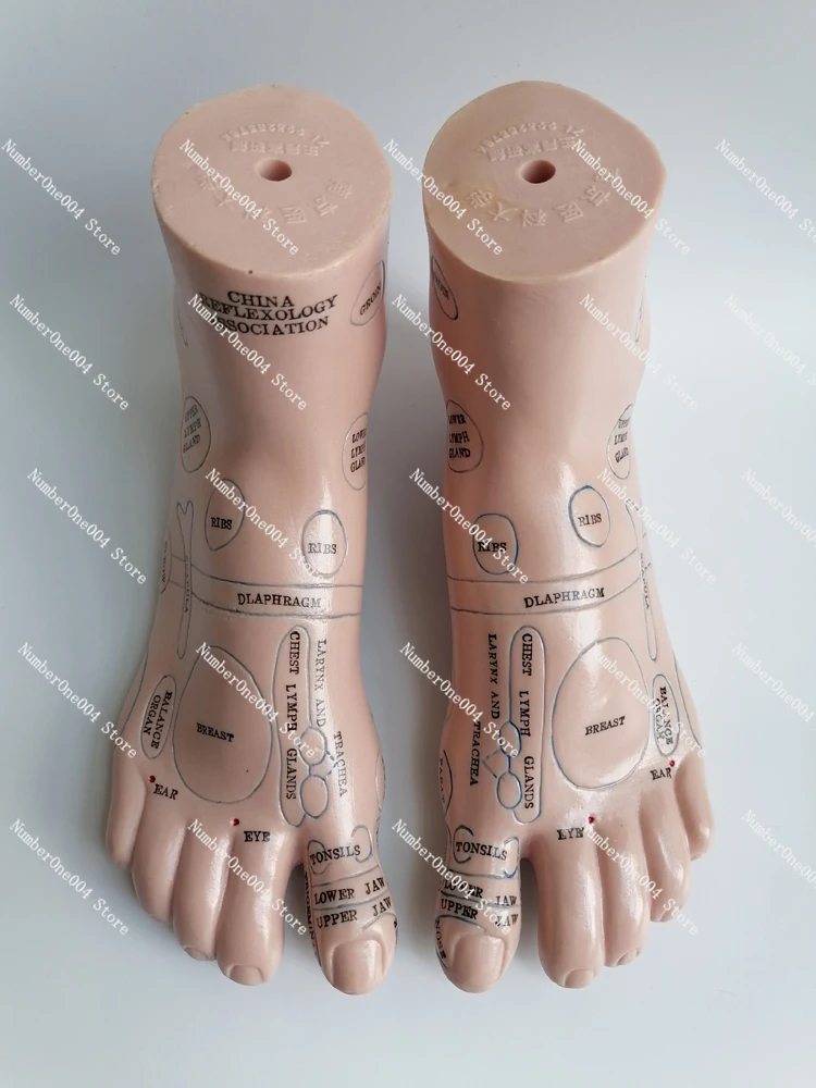20ซม.โซนสะท้อนเท้ารุ่นนวดเท้ารุ่นAcupointเท้าจีนโบราณจีนรุ่นภาษาอังกฤษ