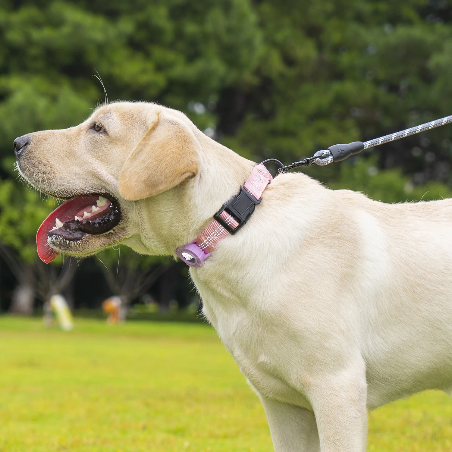 طوق كلب عاكس، مبطن من النيوبرين الناعم، حلقة على شكل حرف D معدنية، طوق حيوانات أليفة من النايلون قابل للتعديل للكلاب المتوسطة