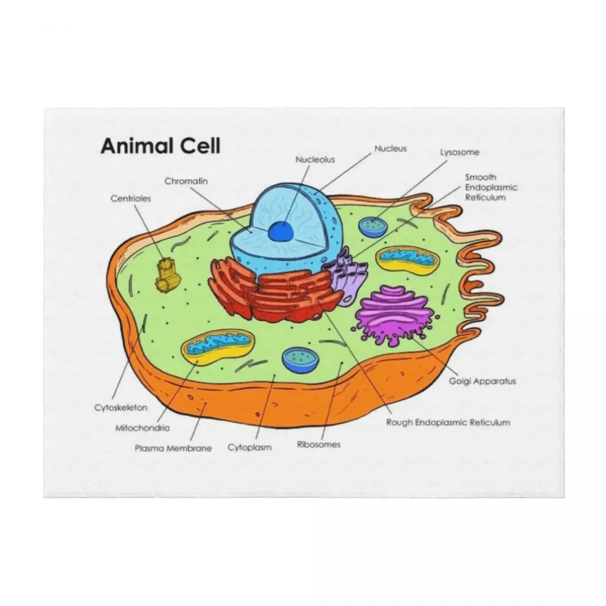 

Animal Cell - Biology Throw Blanket for sofa Sofa Multi-Purpose Large Blankets