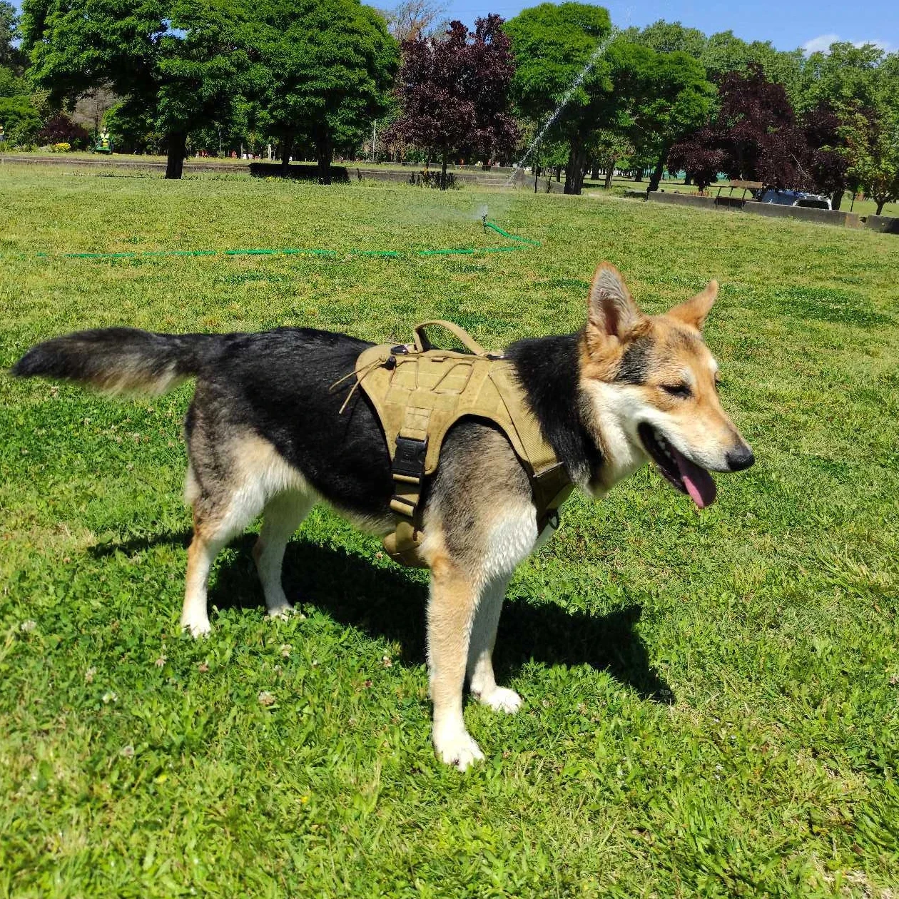 Taktisches Hunde geschirr im Militärs til Training Hunde weste k9 Arbeits hunde geschirr für kleine mittelgroße Hunde verstellbare Haustier gürtel