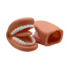 Marionnette Anatomique Bouche et Langue