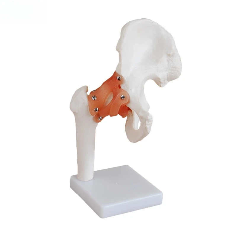 Six joint models Human knee function model Shoulder Elbow joint Hand Foot Hip Movable bone model