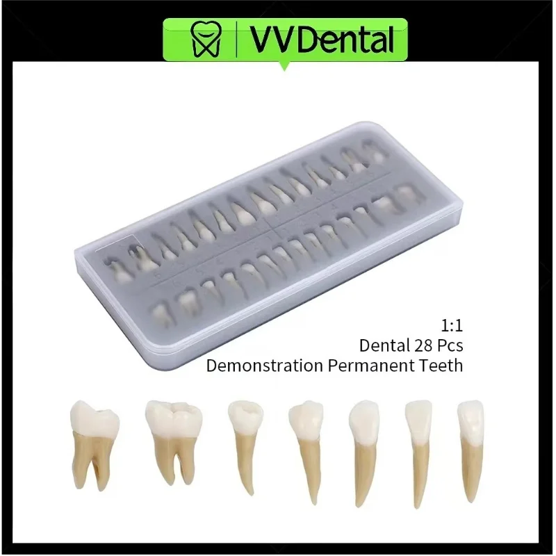 

28 шт. VV Dental 1: 1 демонстрация постоянных зубов, обучающая модель для обучения, обучающая модель для стоматолога, имплантата