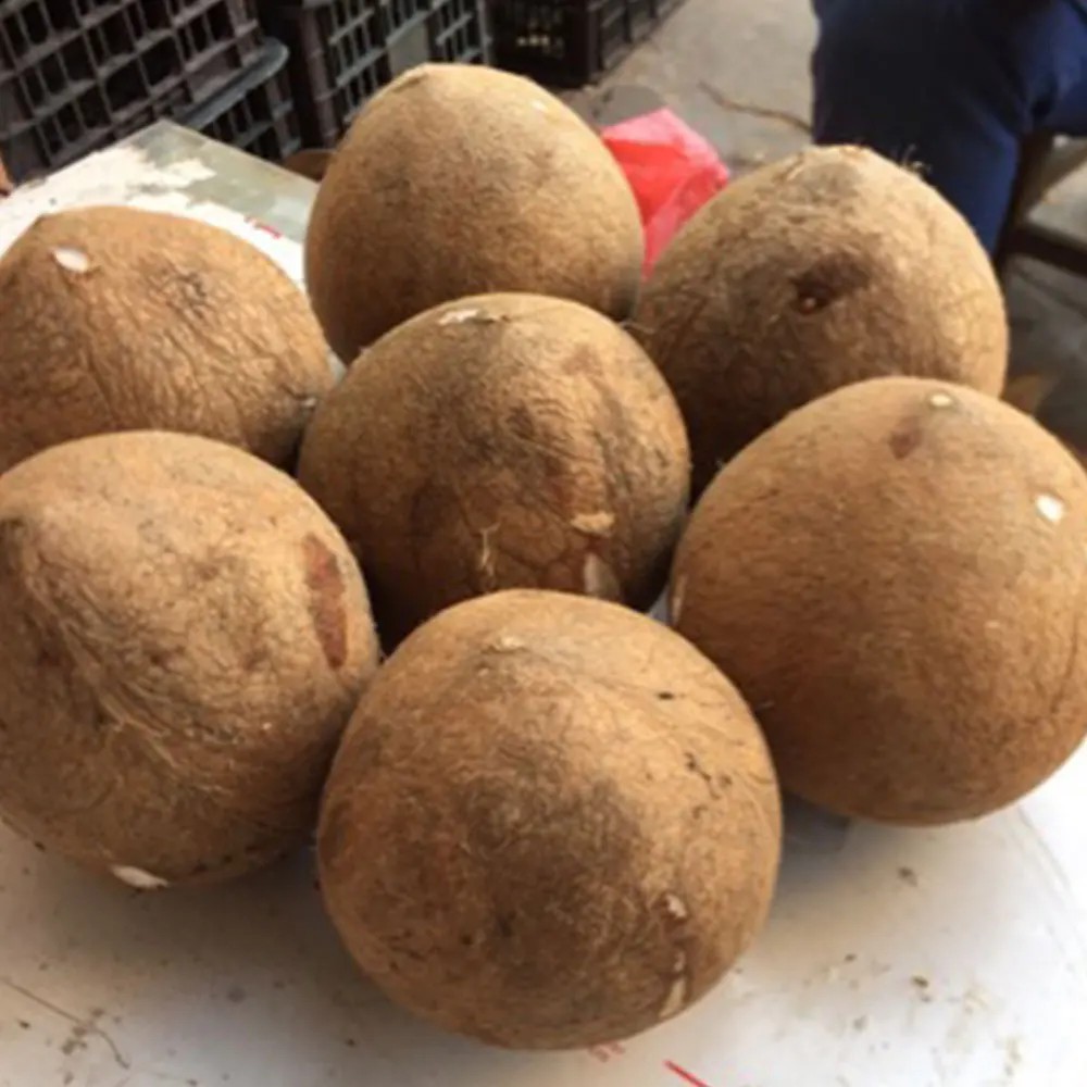 Peladora de coco comercial, peladora de coco, máquina taponadora de coco