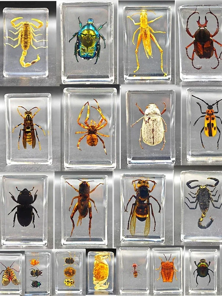 29 Children's real insect specimens resin amber cicada cicada centipede black scorpion spade beetle spider carapace crab turtle