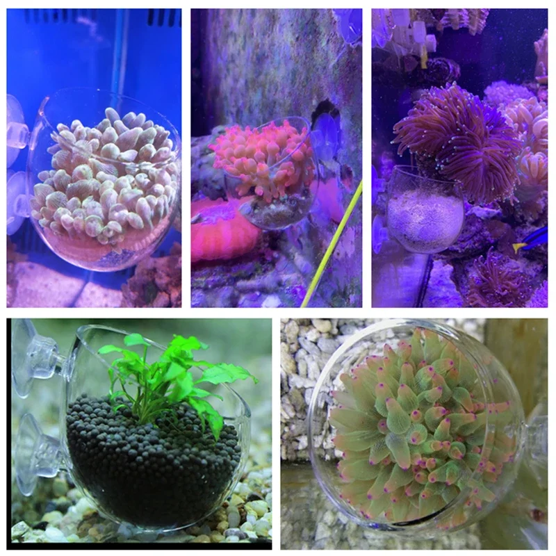 Glass Aquarium Coral Container Sea Anemone Anti-Run Cup Fish Tank Water Plant Bonsai Cylinder Pot for Coral Plant Decoration