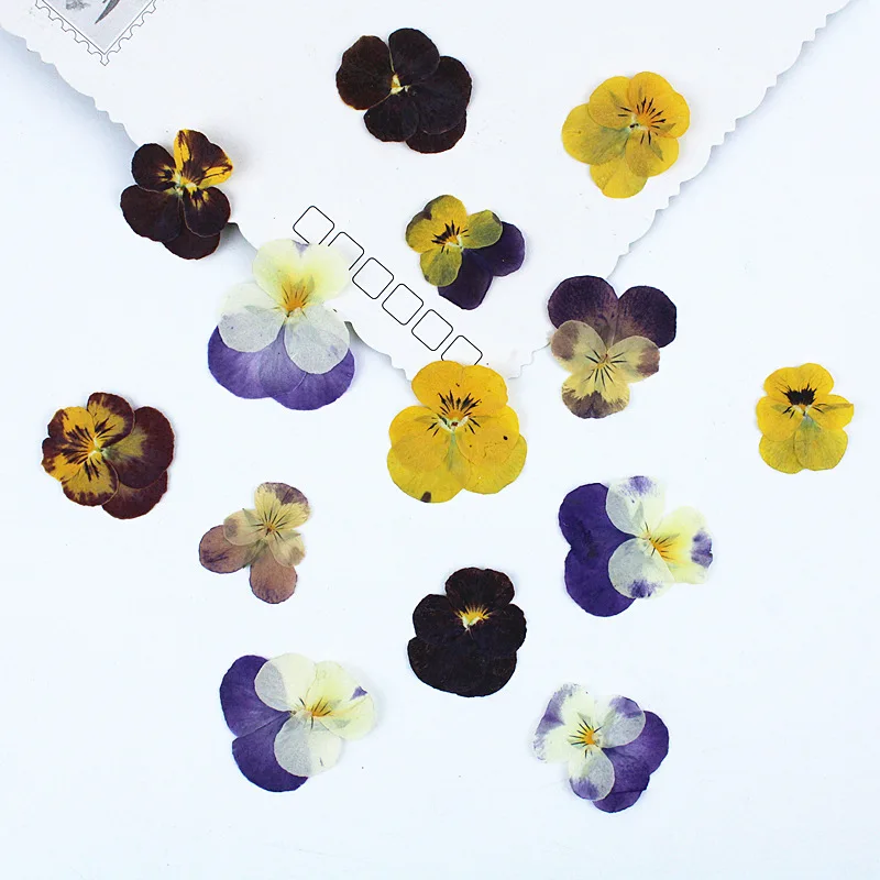 

6PCS Dried Flower Embossed Material Package Plant Specimen Diy Handmade Real Flower Table Lamp Photo Frame Decoration