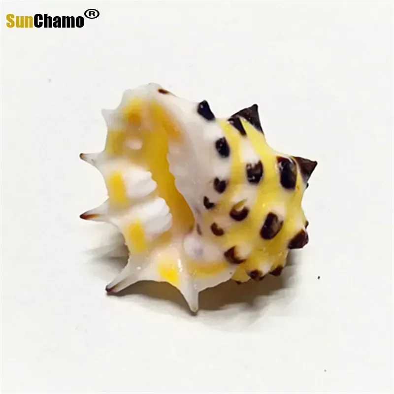 24 unids/lote Concha de caracola Natural rara 2-3 cm Drupa Ricinus colección de muestras Conchas de Caracol Conchas marinas accesorios decoración del hogar